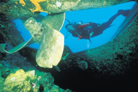 Diving in Hawaii